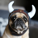 Exiled Pugs